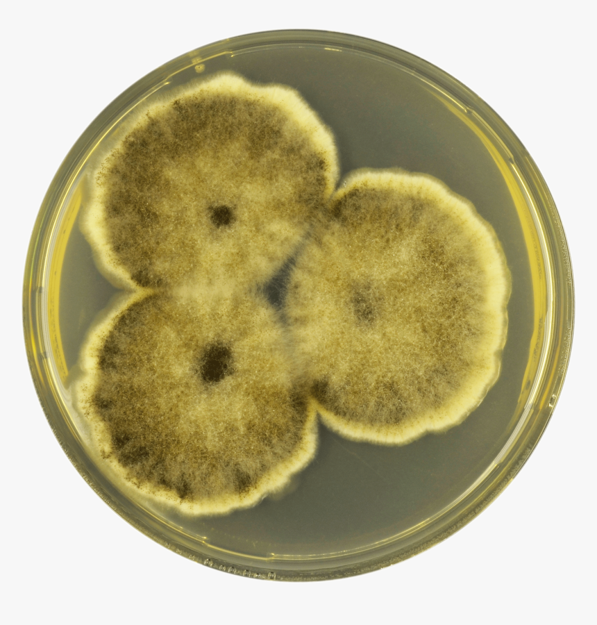 Aspergillus Brunneoviolaceus Cya - Snack, HD Png Download