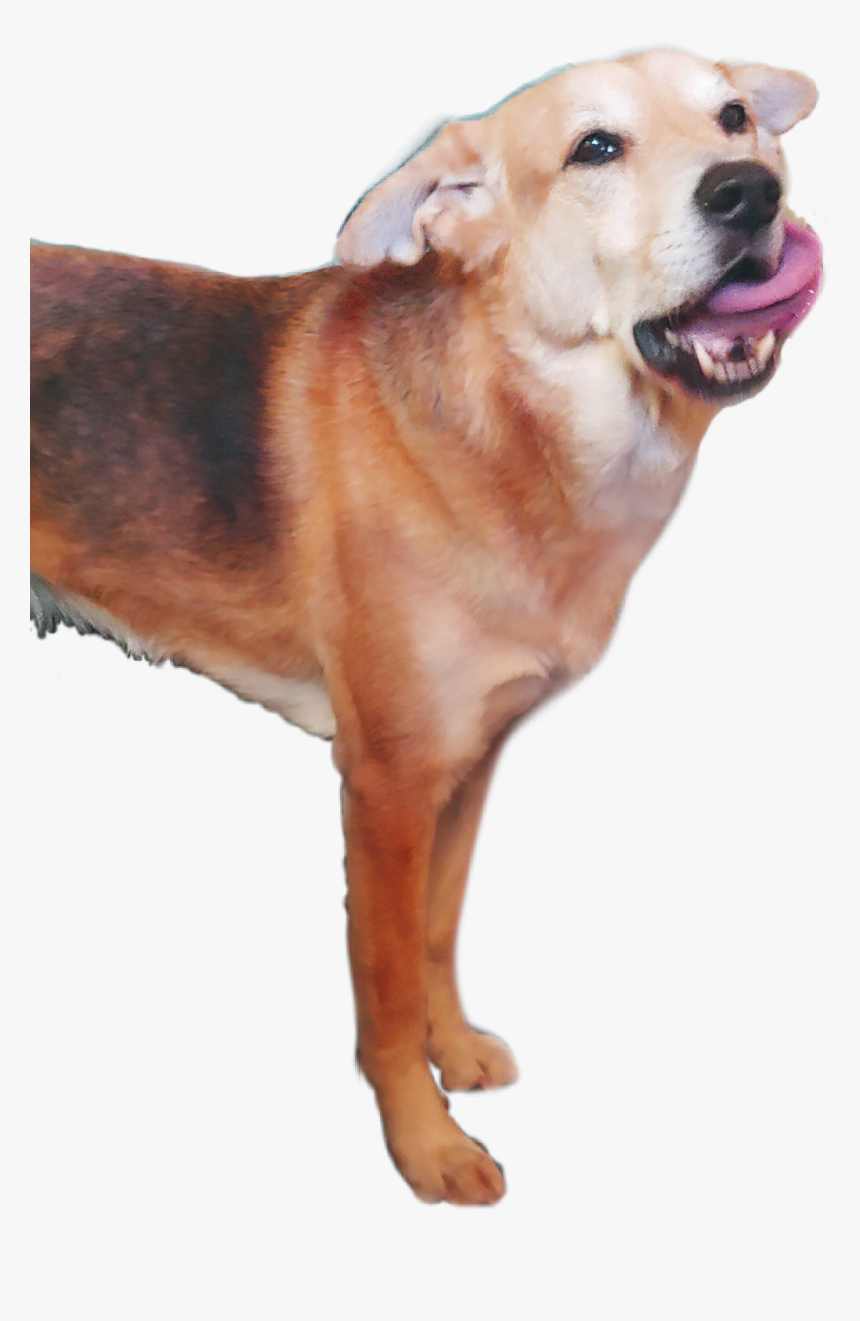 #dingo - Dog Catches Something, HD Png Download