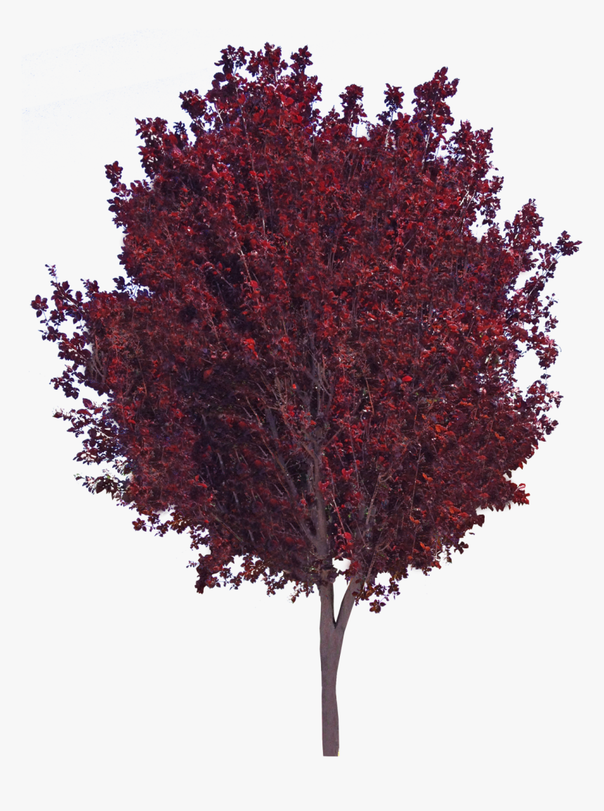 Purple Leaf Plum - Purple Leaf Plum Png, Transparent Png