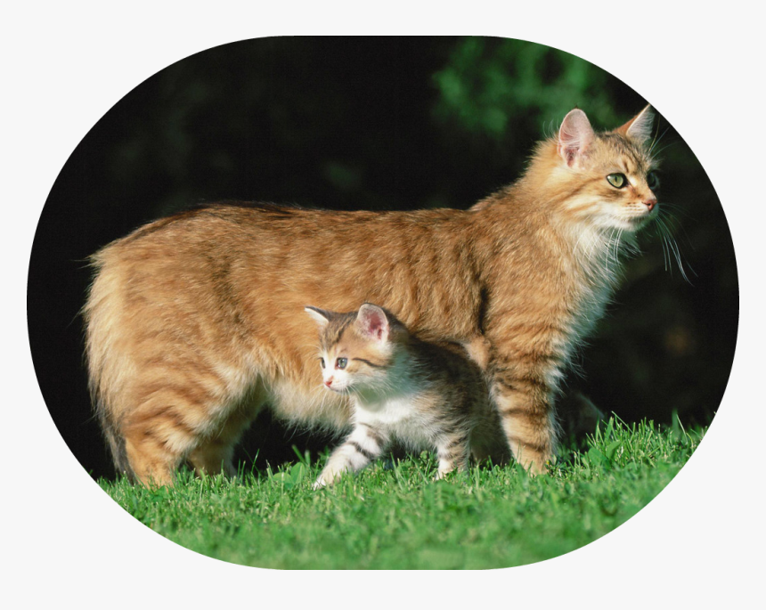 Mother Cat Png - Gato Y Gatito, Transparent Png