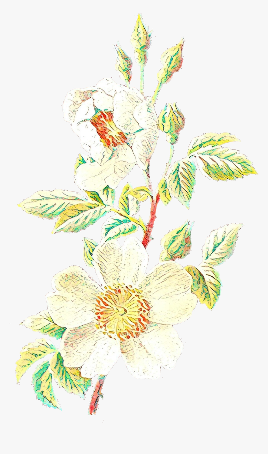 Vintage Flower Illustration Png , Transparent Cartoons - Evergreen Rose, Png Download