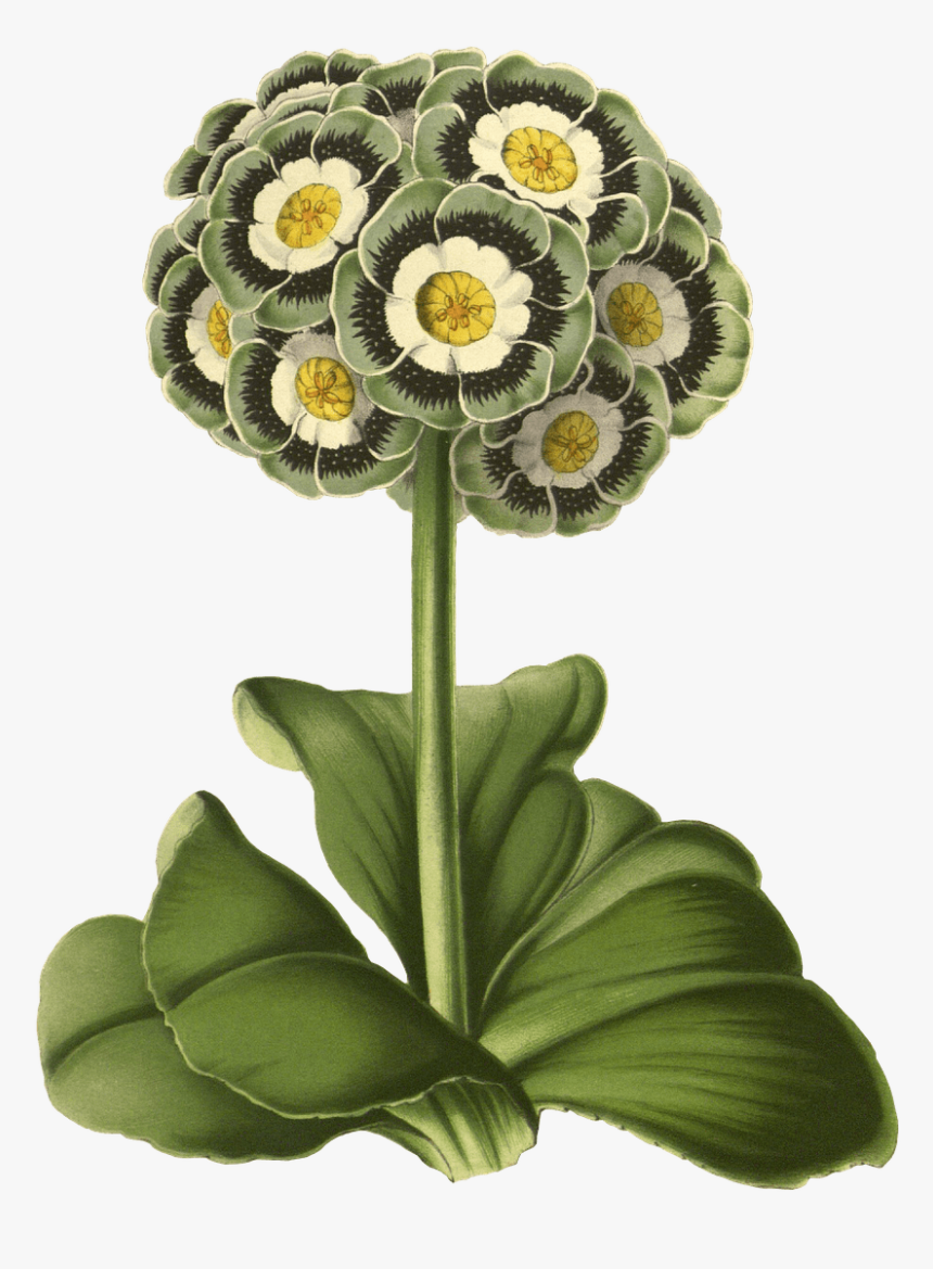Primrose, Flower, Plant, Blossom, Bloom, Vintage - Primrose Drawing Png, Transparent Png