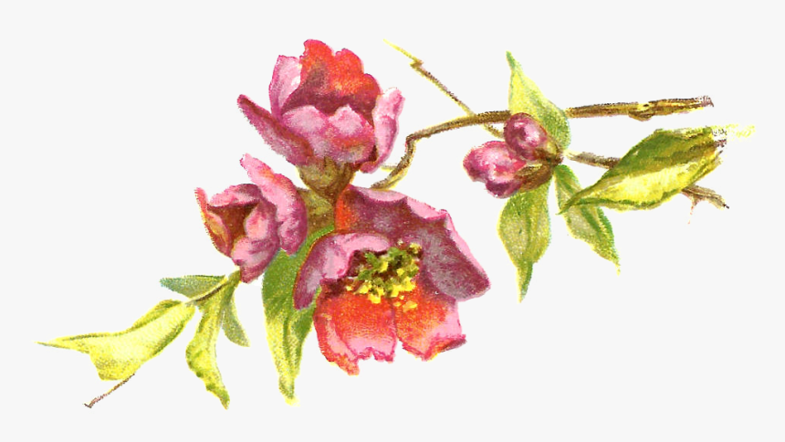Burgundy Flower Clipart - Vintage Flowers Clipart Free, HD Png Download