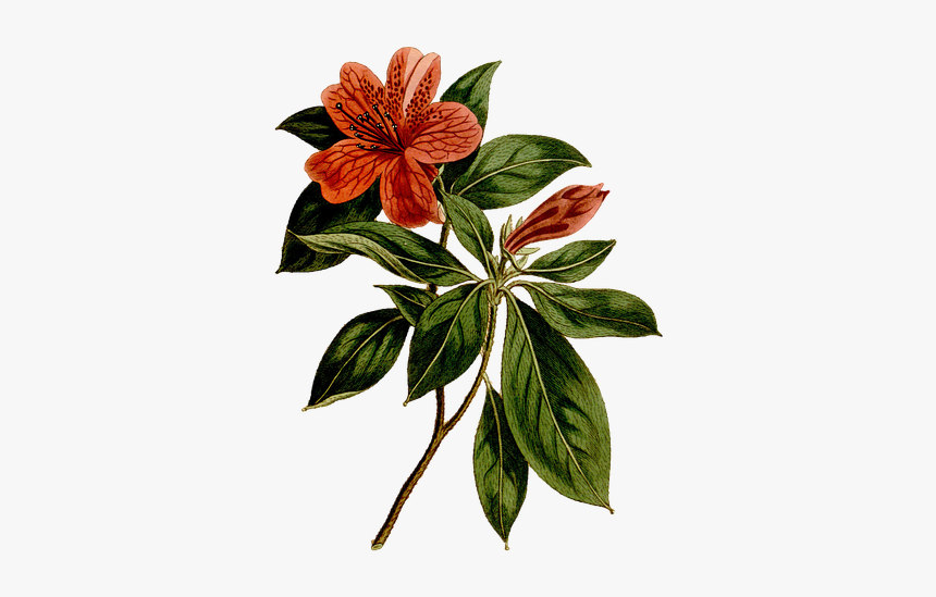 Flower, Vintage, Rhododendron, Art, Painting, Drawing - Rhododendron Simsii Botanical, HD Png Download