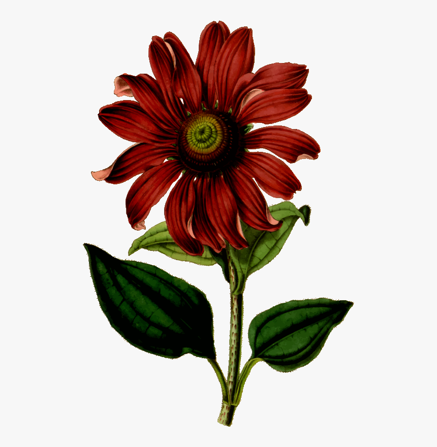 Flower Vintage Drawing Clipart , Png Download - Shirt Printing Flower Design, Transparent Png