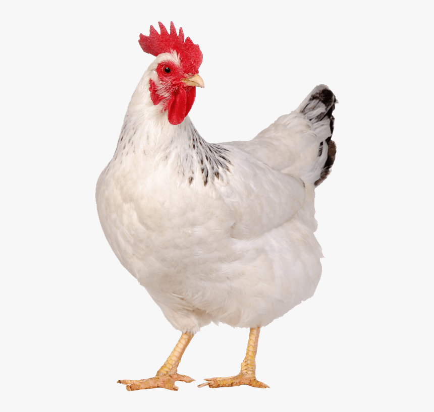 Liver Tonic In Poultry - Chicken White Png, Transparent Png