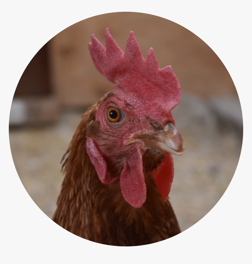 Rooster, HD Png Download