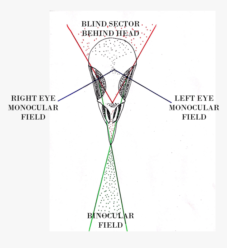 Diagram, HD Png Download