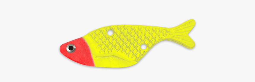 Red Head Sfc - Coral Reef Fish, HD Png Download