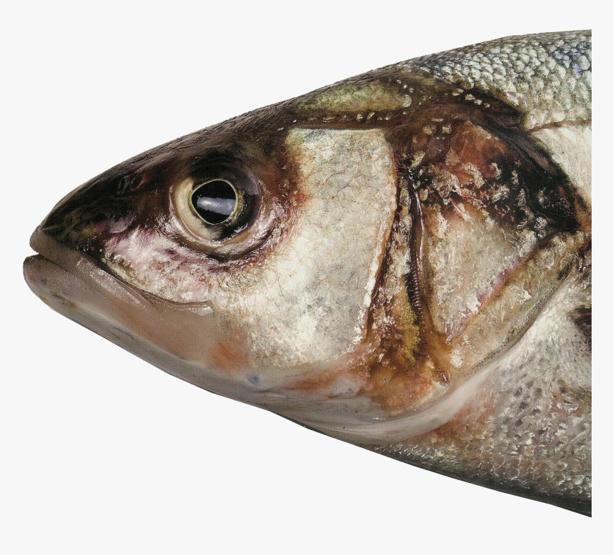 Fish Head Png, Picture - Head Of A Fish, Transparent Png