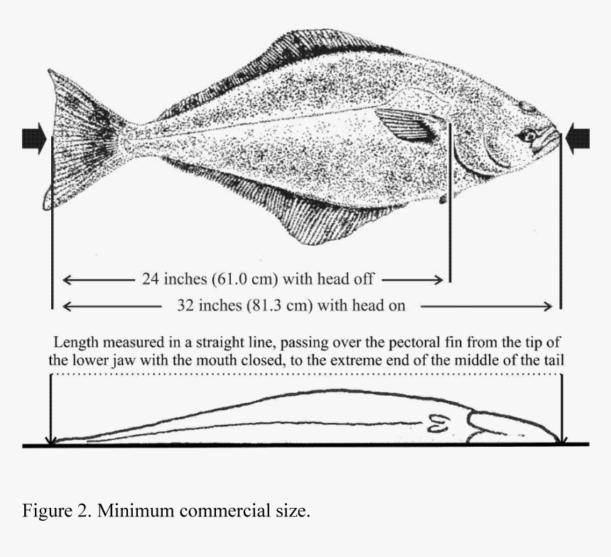 Transparent Fish Head Png - Proper Way To Measure A Halibut, Png Download
