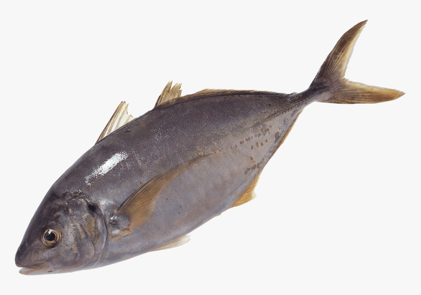 Free Png Fish Swimming Png Images Transparent - Transparent Tuna Fish Png, Png Download