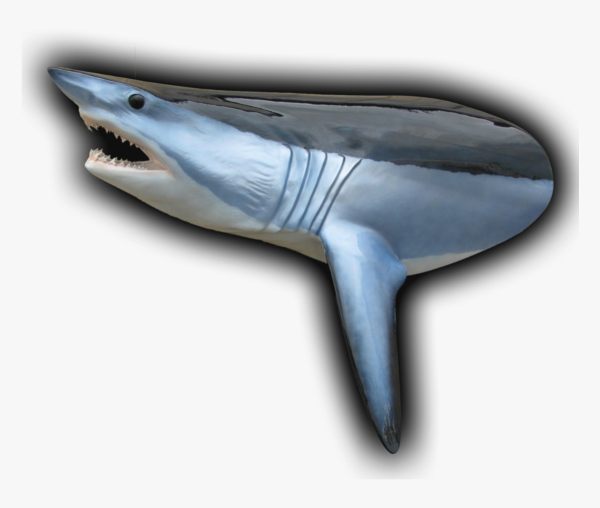 Transparent Shark Silhouette Png - Great White Shark, Png Download