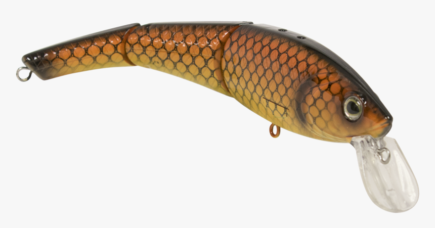 Fish Hook - Marine Biology, HD Png Download