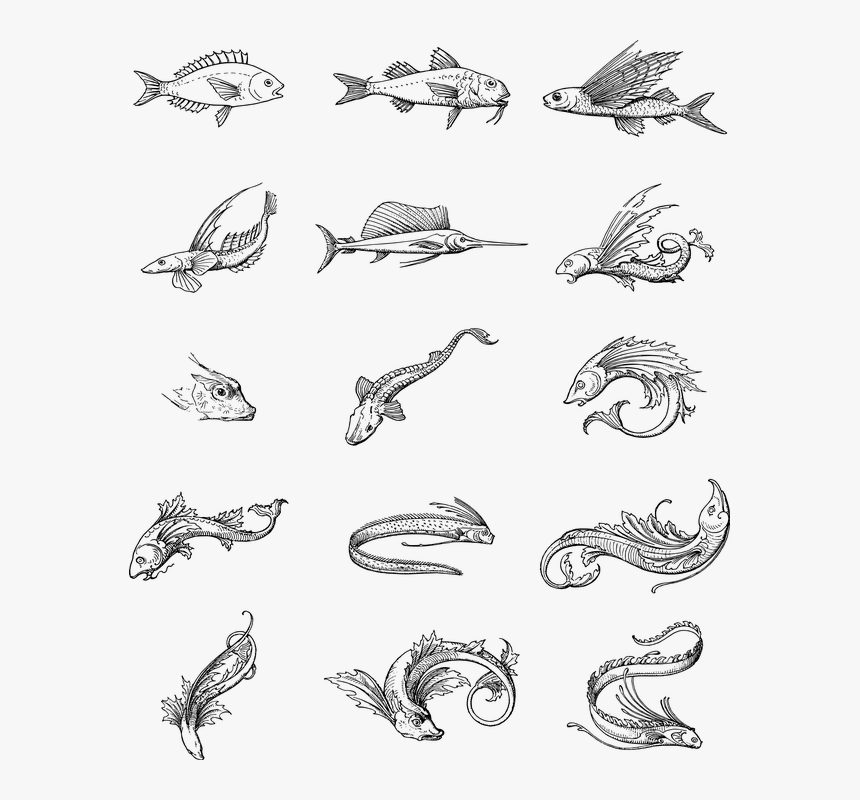 Fish, Vintage, Line Art, Animals, Swimming, Aquatic - Sketch, HD Png Download
