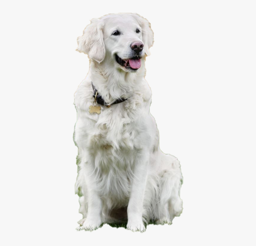 Dog Sitting Transparent Background - Slovak Cuvac, HD Png Download