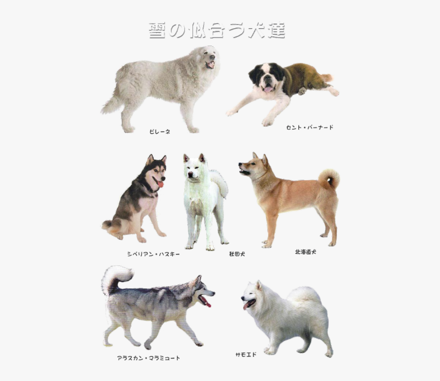 Mine Dogs Pups Transparent Doge - Canadian Eskimo Dog, HD Png Download