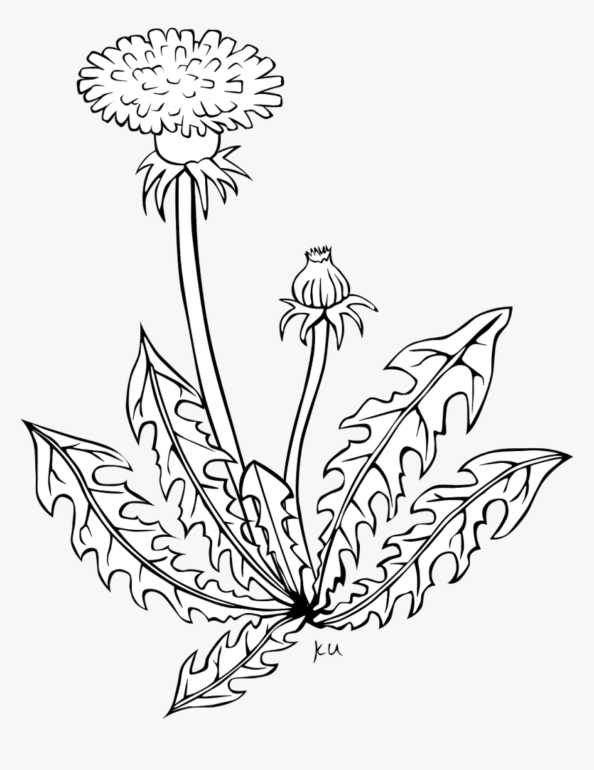 Dandelion Clipart Black And White, HD Png Download