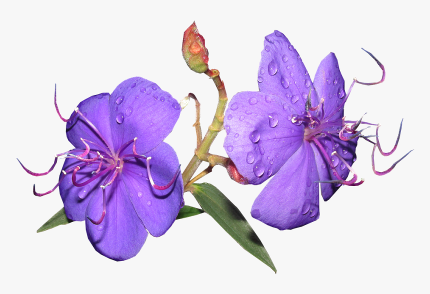 Flower, Purple, Rain Drops, Shrub, Garden - Melastome Family, HD Png Download