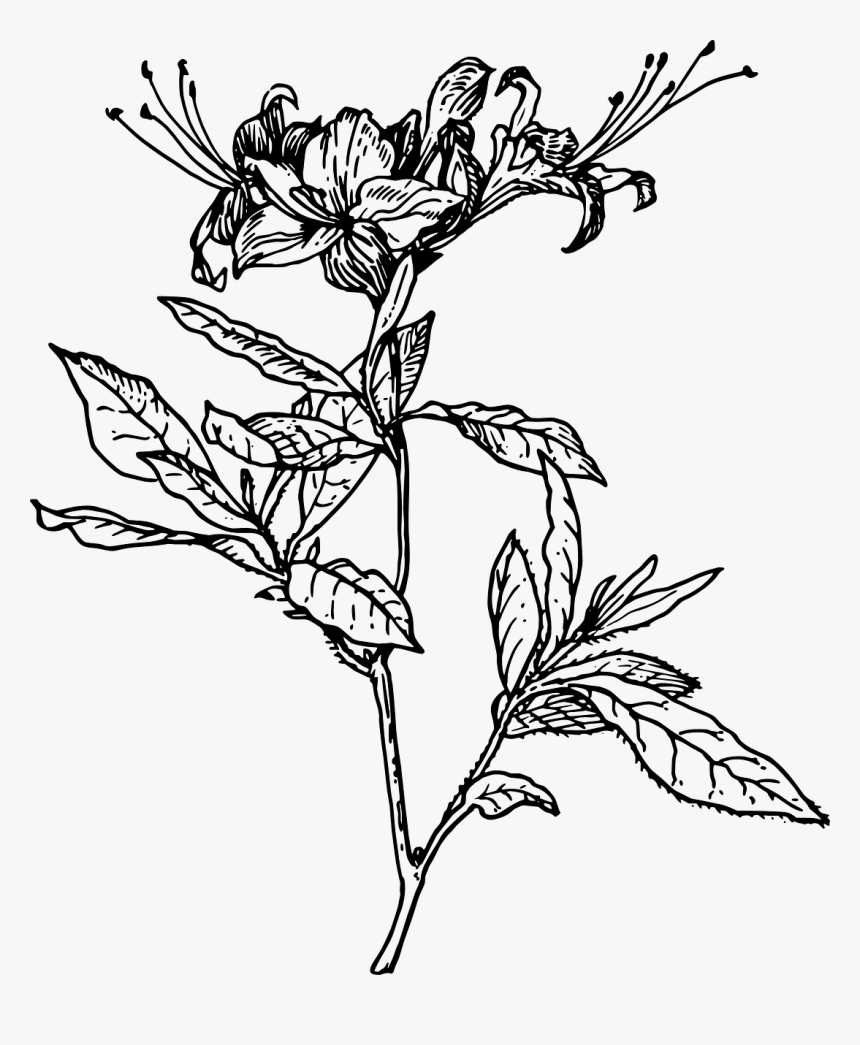 Azalea Drawing, HD Png Download