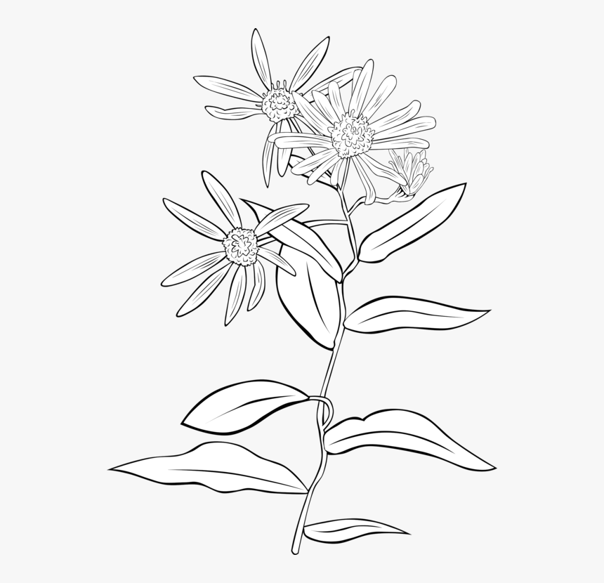 Symmetry,monochrome Photography,petal - Parts Of Plant With Label, HD Png Download