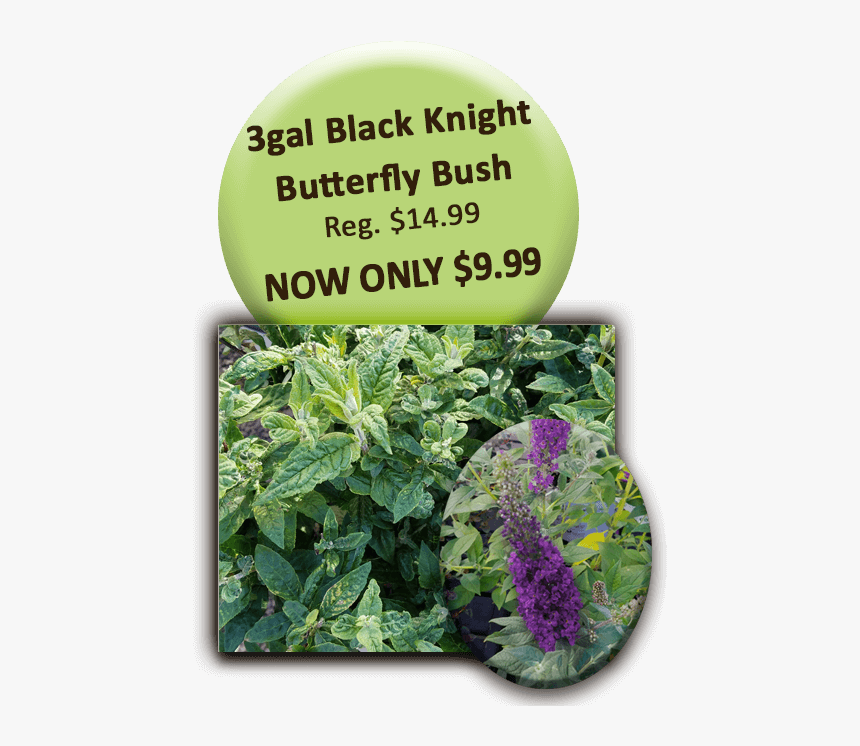 Black Knight Welcome To - Bee Balm, HD Png Download