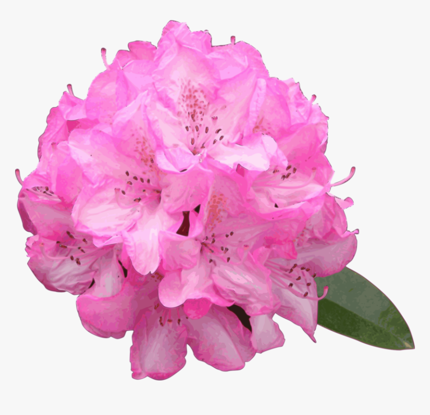 Pink,plant,flower Rhododendron Png, Transparent Png , Transparent Png