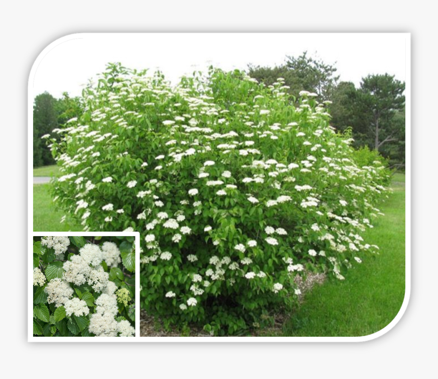 Picture - Arrowood Plant, HD Png Download