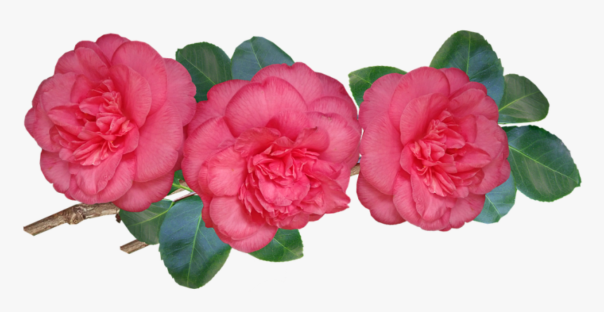 Camellias, Flowers, Stem, Leaves, Shrub, Garden, Nature - Japanese Camellia, HD Png Download