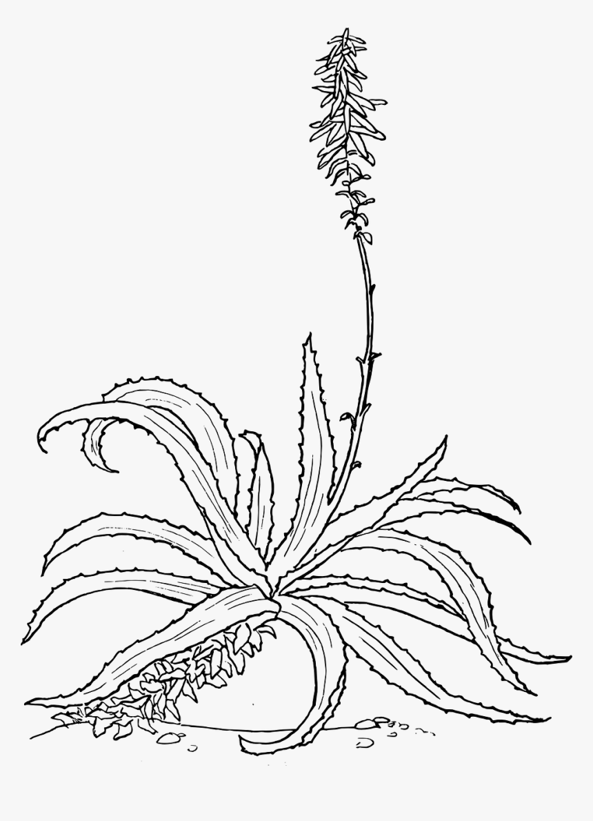 Aloe Drawing, HD Png Download