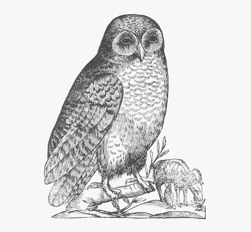 Aldrovandi Owl - Owl Drawings, HD Png Download
