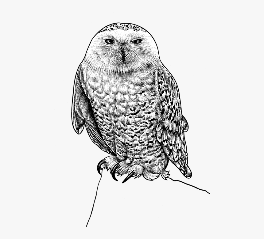 Ink Illustration Snowy Owl Ink, HD Png Download