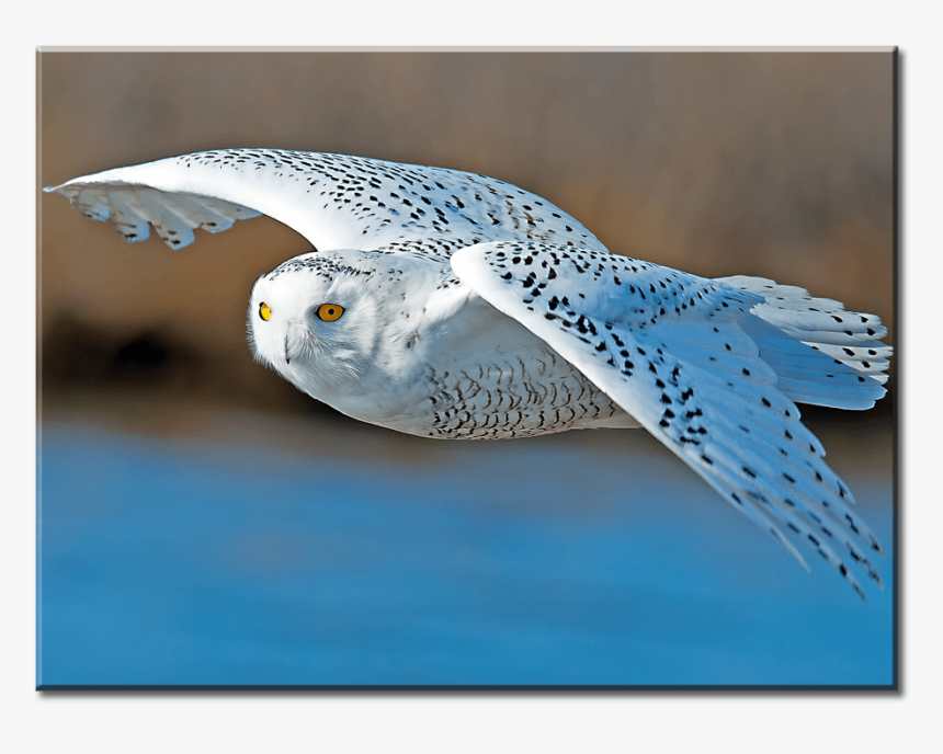 Harfang Des Neiges Taille, HD Png Download