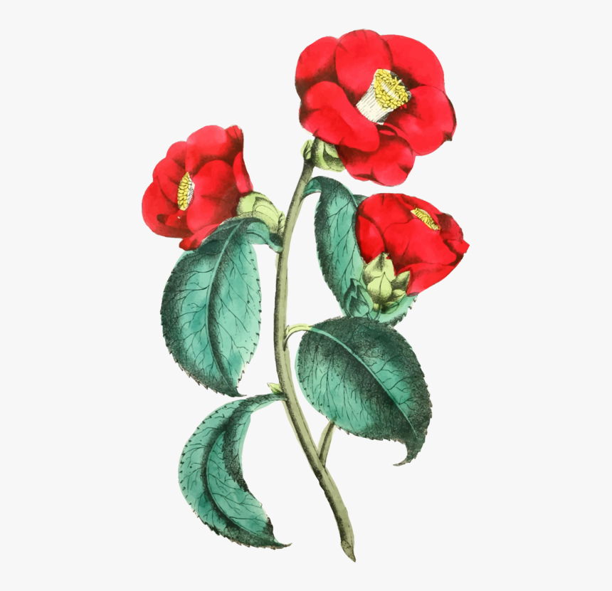 Petal,plant,flower - Illustration, HD Png Download