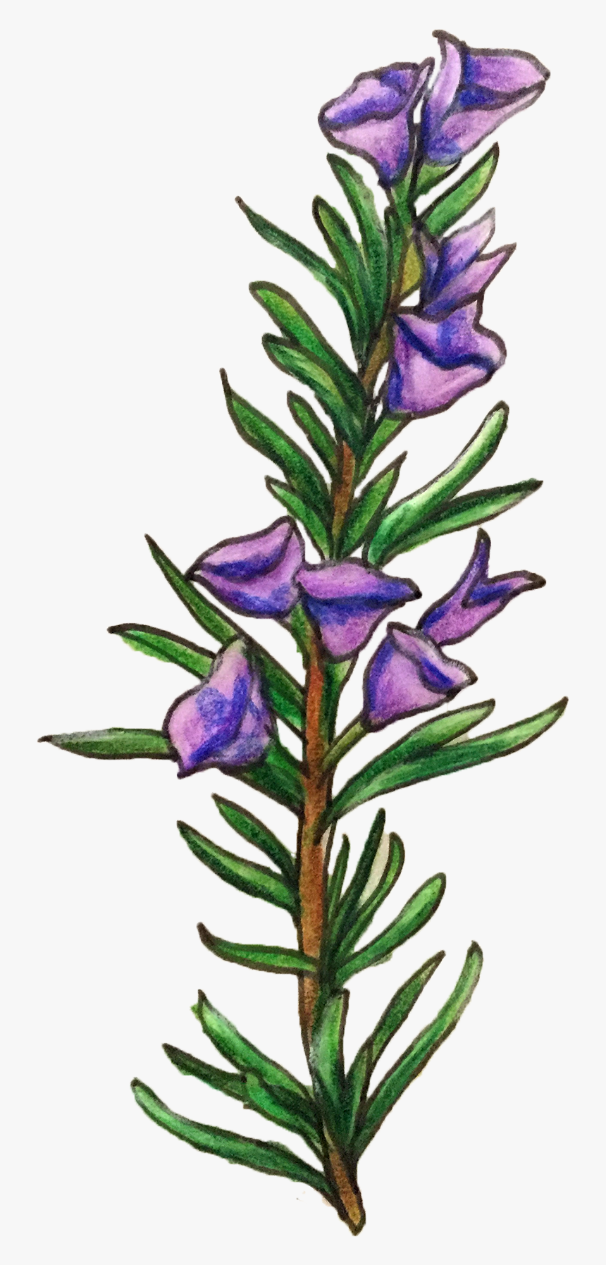 Rosemary Flower Illustration Png Clipart , Png Download - Rosemary Clipart, Transparent Png