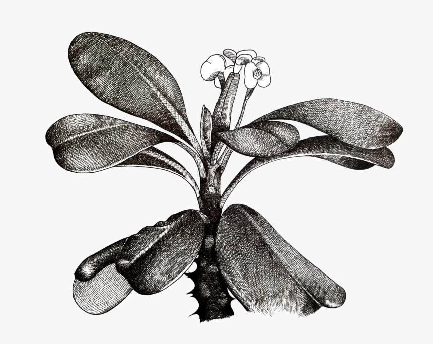 Euphorbia Milii Plant Sketch, HD Png Download