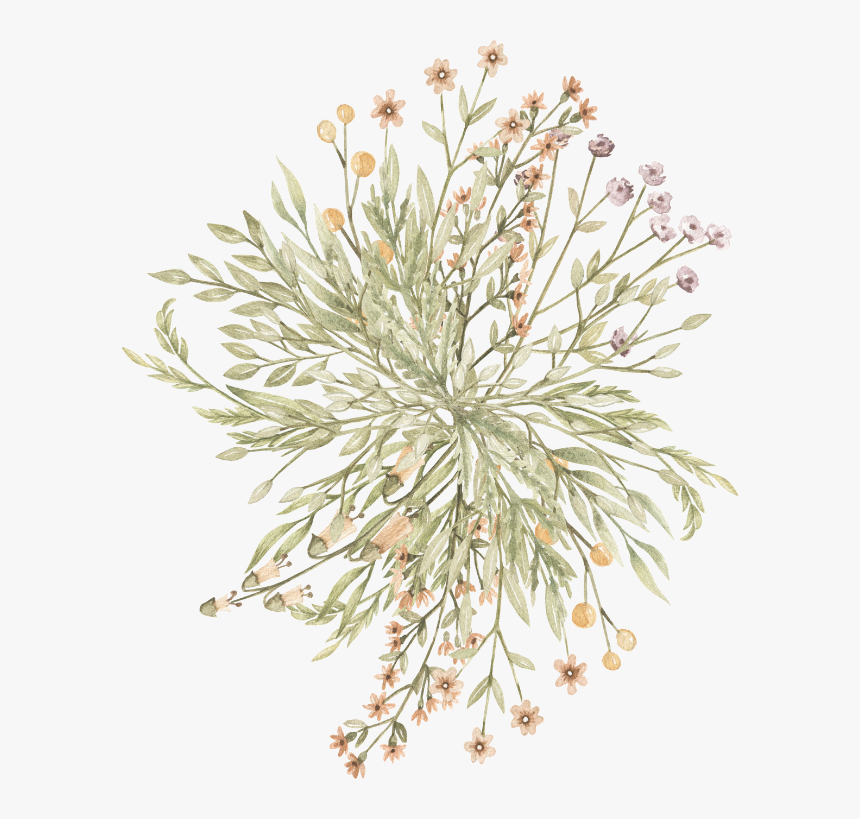 Grevillea Moonlight - Grevillea Drawing Transparent Background, HD Png Download