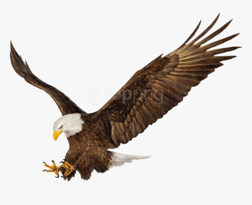 American Eagle Png, Transparent Png