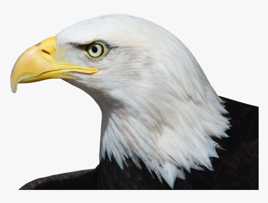Bald Eagle, Adler, Raptor, Bird Of Prey, Bill, Bird - Relate To The Constitution, HD Png Download