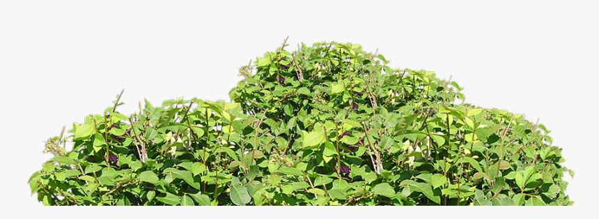 Plantation, HD Png Download