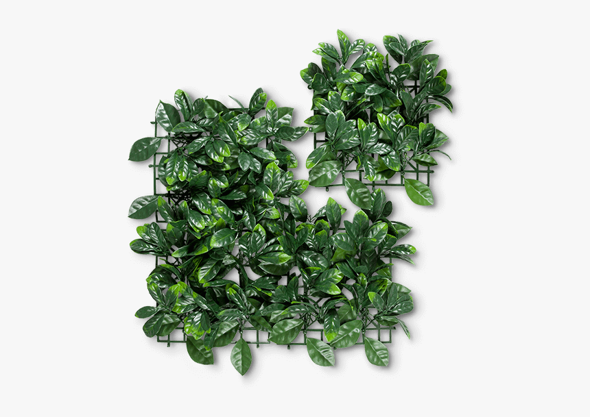 Houseplant, HD Png Download