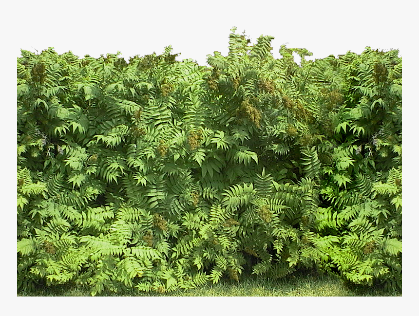 Transparent Hedges Png - Hippos, Png Download
