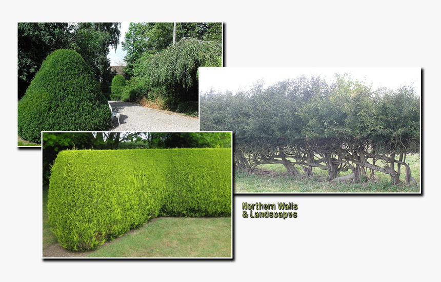 Placeholder Image - Hedge, HD Png Download
