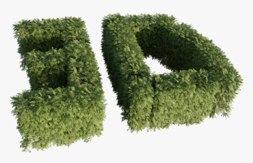 Thuya, HD Png Download