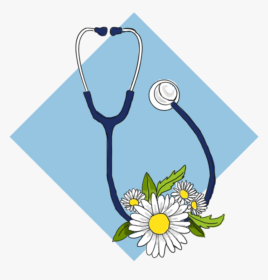 Camomile, HD Png Download