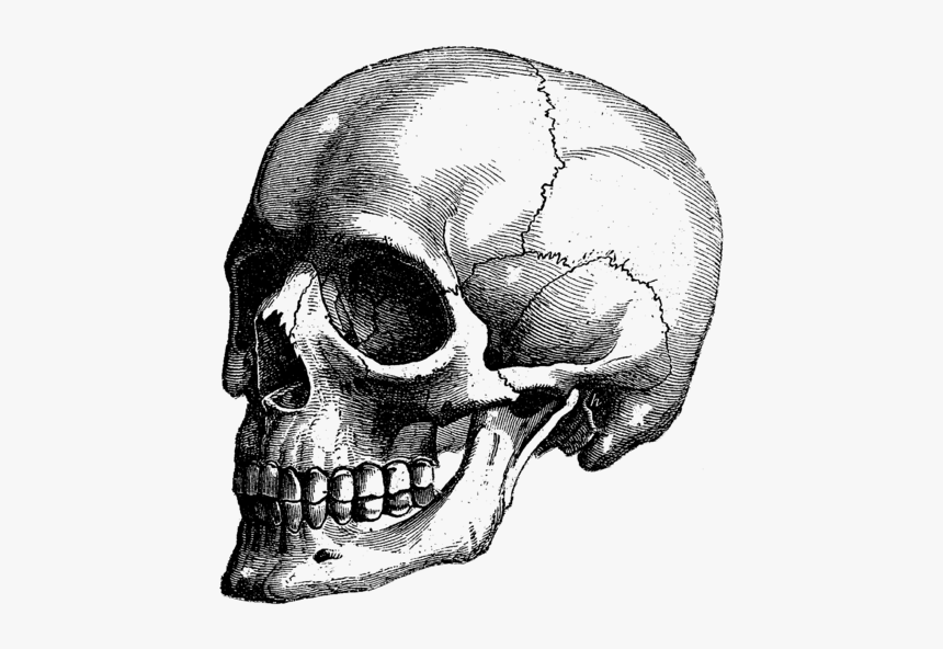 Skull Anatomy Book Draw, HD Png Download
