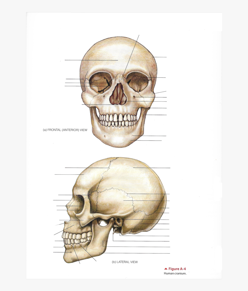 Skull, HD Png Download