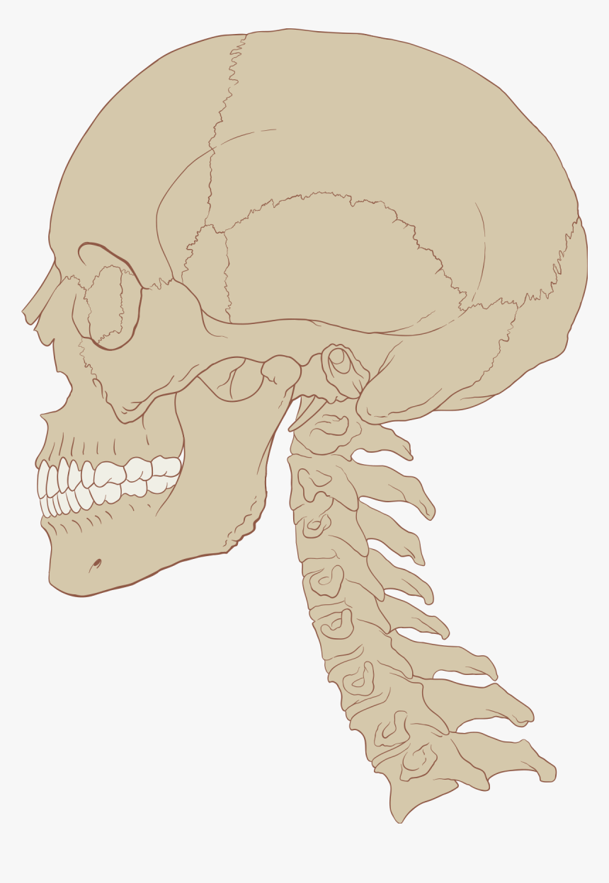 Skull And Cervical Spine, HD Png Download
