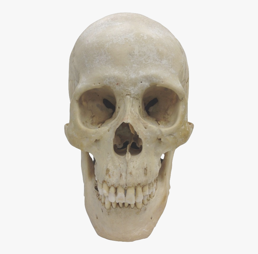 плоским череп