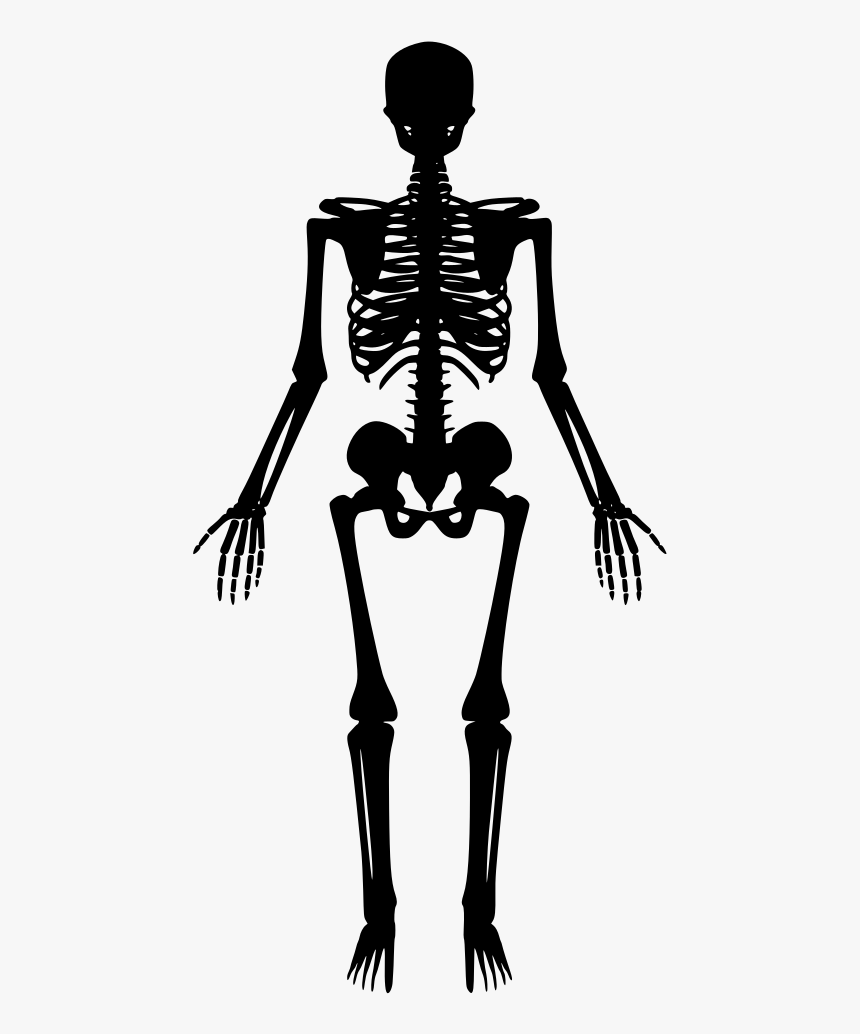 Skeletal System, HD Png Download